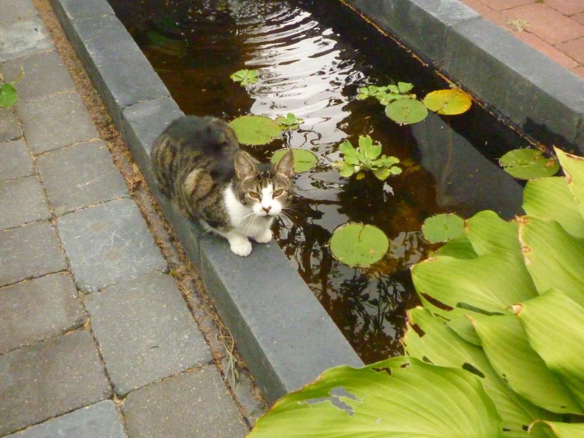 Cessinas Panzió Groningen Kültér fotó